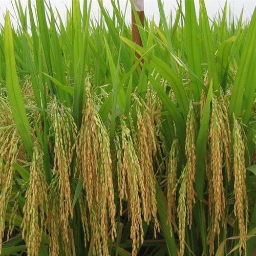 农场优质粳稻谷