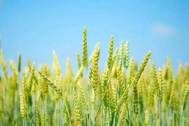 9月开始又成灾月了玉米大豆稻谷农民警惕3大风险
