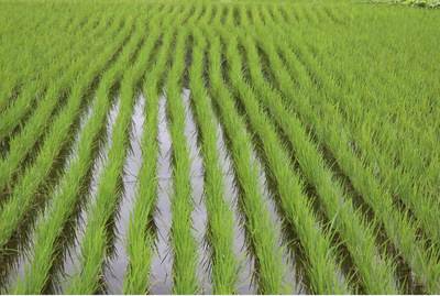 绿色农产品系列--高产水稻种植合作项目—北京稻谷